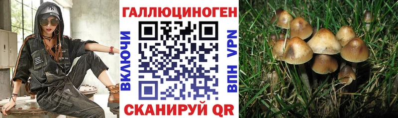 Галлюциногенные грибы Psilocybine cubensis  купить закладку  Шахты 